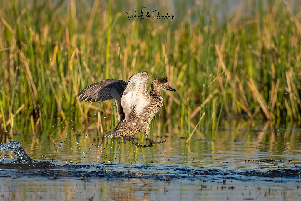 Marbled Duck